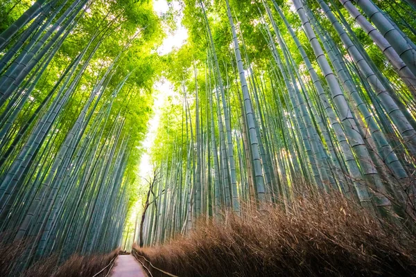 Prachtige Landschap Van Bamboebos Het Bos Shee Kyoto Japan — Stockfoto