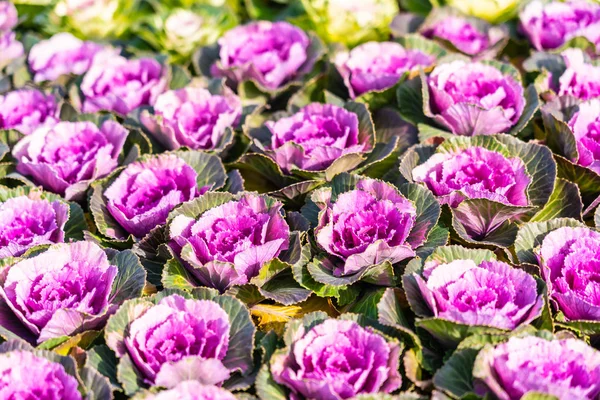 Beautiful Green Purple Color Flower — Stock Photo, Image