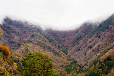 Bir ağaç dağ sonbahar sezonu etrafında renkli yaprak ile çok güzel manzara