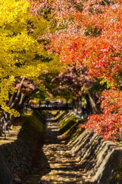 Güzel kırmızı ve yeşil akçaağaç yaprağı ağaç sonbahar sezonu