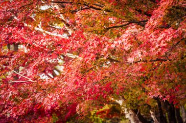 Güzel kırmızı ve yeşil akçaağaç yaprağı ağaç sonbahar sezonu