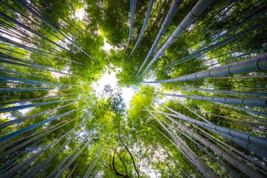 Güzel bambu grove ağaç arashiyama alan Kyoto Japonya