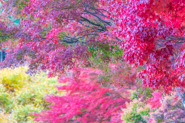 Schöner Roter Und Grüner Ahornbaum Der Herbstsaison — Stockfoto