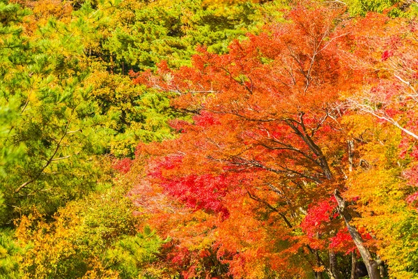 秋天的时候 树上美丽的红色和绿色枫叶 — 图库照片
