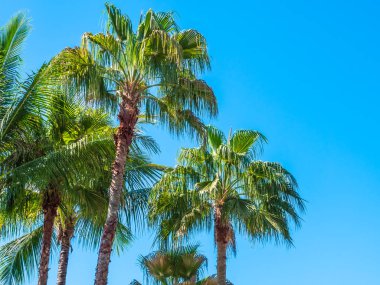 Mavi gökyüzü arka plan güzel tropikal Hindistan cevizi hurma ağacı