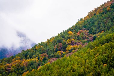 Bir ağaç dağ sonbahar sezonu etrafında renkli yaprak ile çok güzel manzara