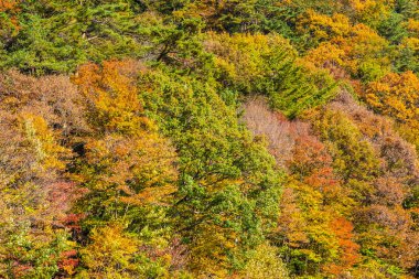 Güzel manzara sonbahar sezonu Japonya akçaağaç ağaç yaprak ile