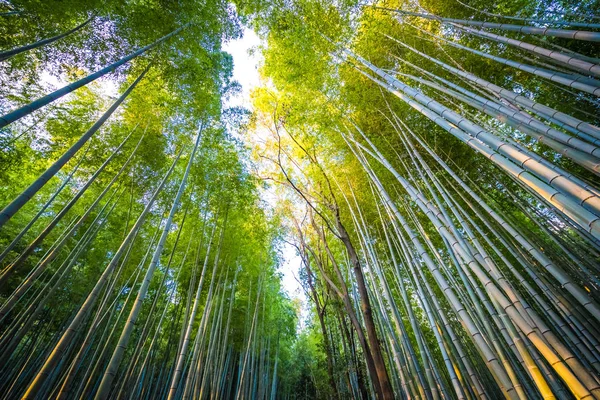 Hermoso Árbol Bambú Área Arashiyama Kyoto Japón — Foto de Stock