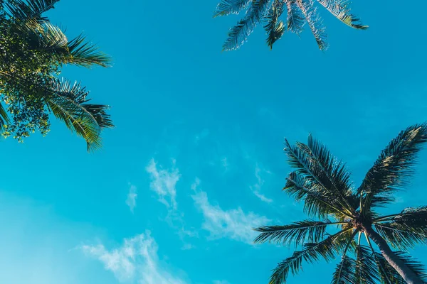 Beau Ciel Bleu Extérieur Avec Cocotier Filtre Vintage — Photo