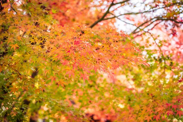 Hermoso Árbol Hoja Arce Rojo Verde Temporada Otoño —  Fotos de Stock