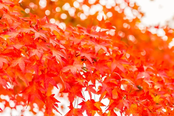 Bela Folha Bordo Vermelha Verde Árvore Temporada Outono — Fotografia de Stock