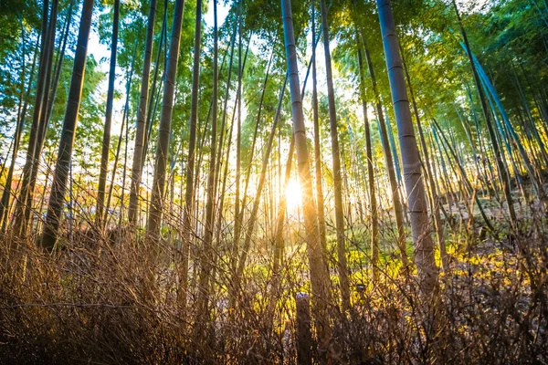 Krásný Bambusový Háj Strom Arashiyama Oblasti Kyoto Japonsko — Stock fotografie
