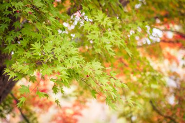 Güzel kırmızı ve yeşil akçaağaç yaprağı ağaç sonbahar sezonu