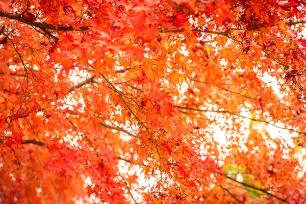 Όμορφο Κόκκινο Και Πράσινο Φύλλο Πλάτανο Στην Φθινοπωρινή Εποχή — Φωτογραφία Αρχείου