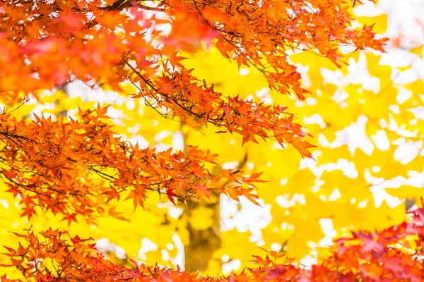 Piękny Czerwony Zielony Klon Liści Drzewie Sezonie Jesiennym — Zdjęcie stockowe