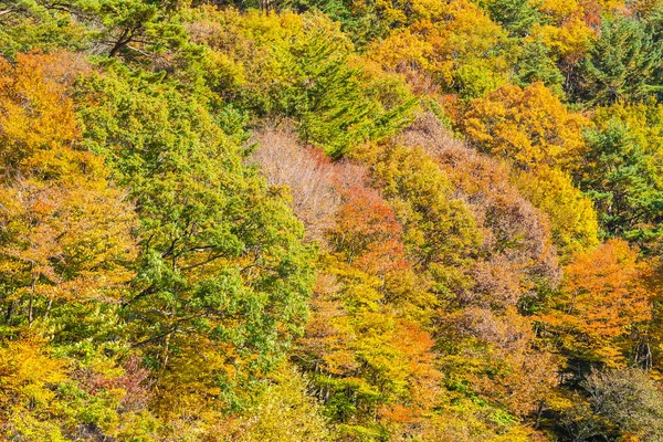Красивый Пейзаж Кленовым Листом Осенью Японии — стоковое фото