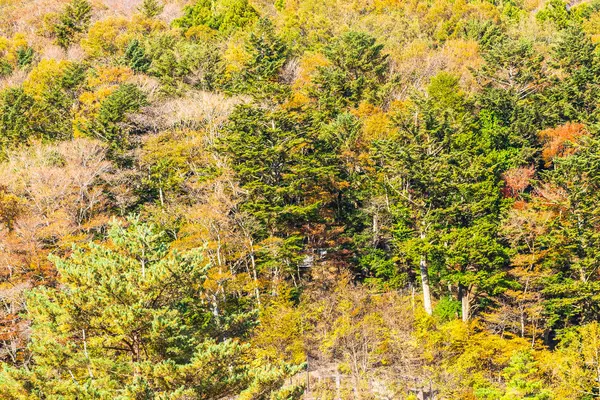 秋の季節に日本のカエデの葉と美しい風景 — ストック写真