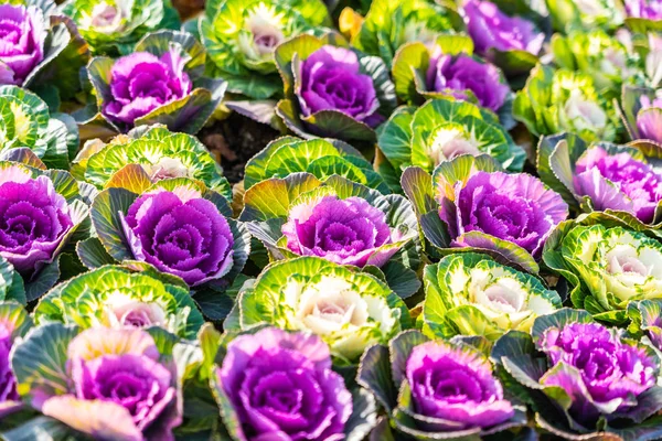 美丽的绿色和紫色的花 — 图库照片