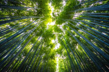 Bambu Grove Arashiyama Kyoto Japonya ormandaki güzel manzara