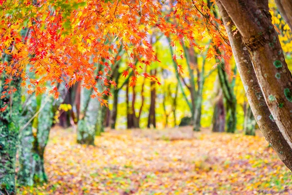 Hermoso Árbol Hoja Arce Rojo Verde Temporada Otoño — Foto de Stock