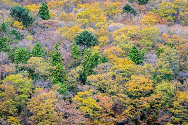 カラフルな葉の周りの秋の山の木の多くの美しい風景 — ストック写真