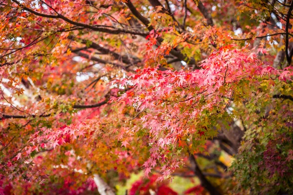 Schöner Roter Und Grüner Ahornbaum Der Herbstsaison — Stockfoto