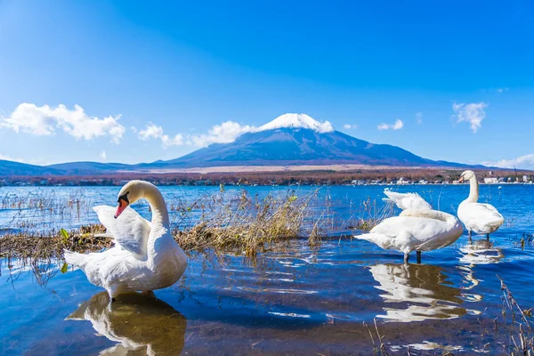 Όμορφο Τοπίο Του Βουνού Fuji Λευκό Κύκνο Γύρω Από Την — Φωτογραφία Αρχείου