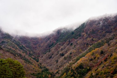 Bir ağaç dağ sonbahar sezonu etrafında renkli yaprak ile çok güzel manzara