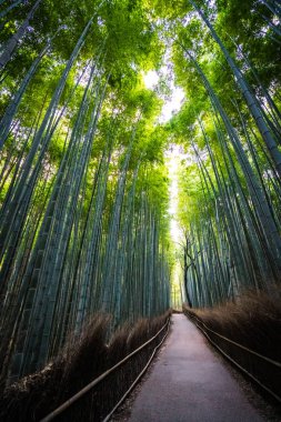 Bambu Grove Arashiyama Kyoto Japonya ormandaki güzel manzara