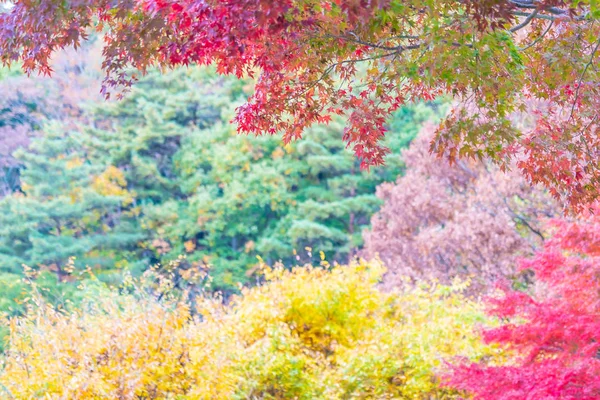 Beautiful Red Green Maple Leaf Tree Autumn Season — Stock Photo, Image