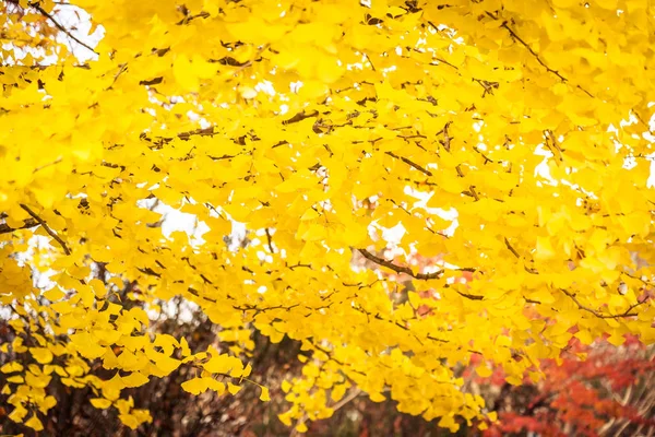 Vackra Ginko Blad Träd Höstsäsongen — Stockfoto