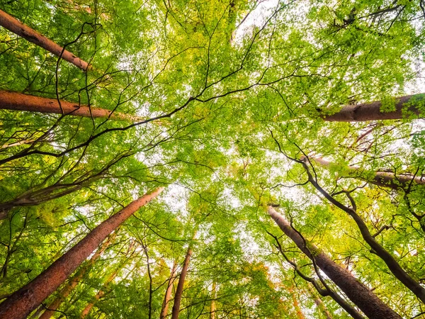 Krásná Krajina Velký Strom Lese Výhledem Nízké Angel Bod — Stock fotografie