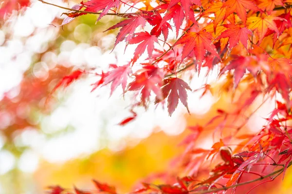 Beautiful Outdoor View Autumn Season Red Maple Leaf Tree — Stock Photo, Image