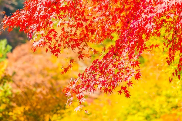 Schönes Rotes Und Grünes Ahornblatt Baum Herbst — Stockfoto