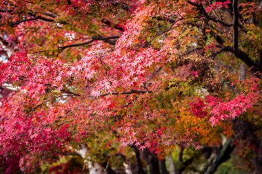 Güzel kırmızı ve yeşil akçaağaç yaprağı ağaç sonbahar sezonu