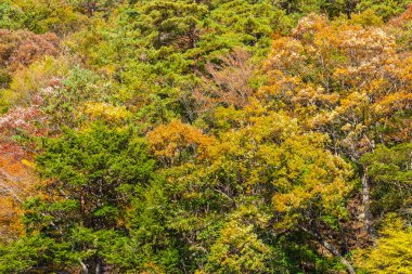 Güzel manzara sonbahar sezonu Japonya akçaağaç ağaç yaprak ile