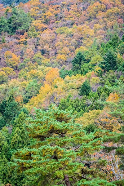 Beau Paysage Beaucoup Arbres Avec Des Feuilles Colorées Autour Montagne — Photo