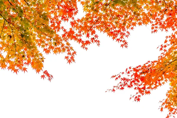 Vackra Röda Och Gröna Lönnlöv Träd Höstsäsongen — Stockfoto