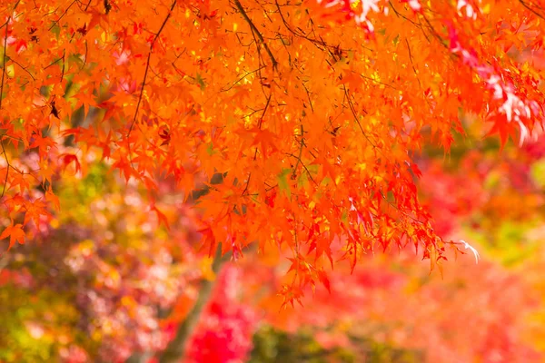 Όμορφο Κόκκινο Και Πράσινο Πλατανόφυλλο Δέντρο Στη Φθινοπωρινή Σεζόν — Φωτογραφία Αρχείου
