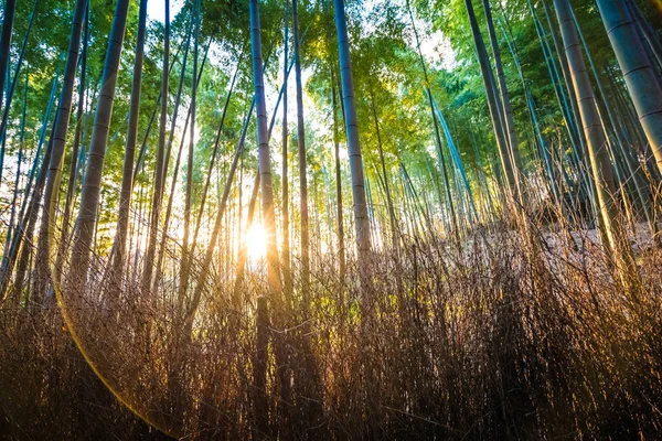Bela Árvore Bambu Área Arashiyama Kyoto Japão — Fotografia de Stock