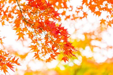 Sonbahar sezonu ağacın güzel kırmızı ve yeşil akçaağaç yaprağı