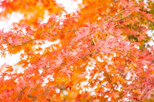 Schöner Roter Und Grüner Ahornbaum Der Herbstsaison — Stockfoto