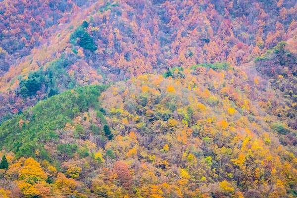 Prachtige Landschap Een Heleboel Boom Met Kleurrijke Blad Rond Berg — Stockfoto