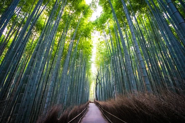 Prachtige Landschap Van Bamboebos Het Bos Shee Kyoto Japan — Stockfoto