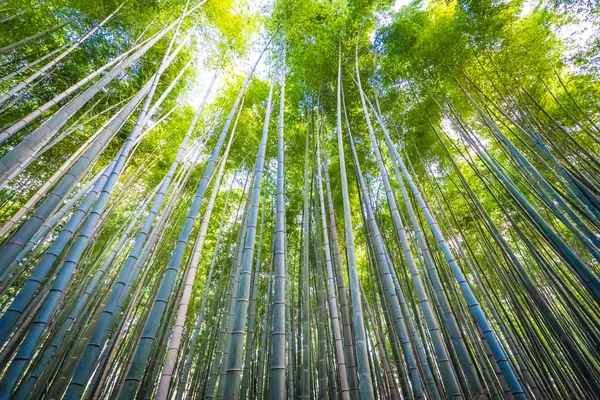 Hermoso Árbol Bambú Área Arashiyama Kyoto Japón — Foto de Stock