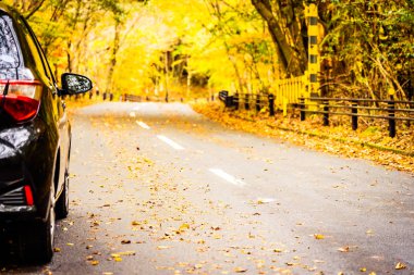 Sonbahar sezonu ağaç ormanı etrafında yolda araba