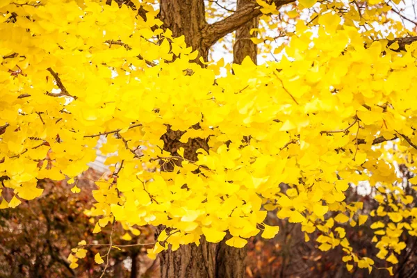 Hermoso Árbol Hoja Ginko Temporada Otoño — Foto de Stock