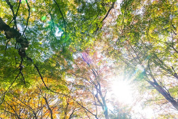 Vackra Röda Och Gröna Blad Lönn Höstsäsongen — Stockfoto