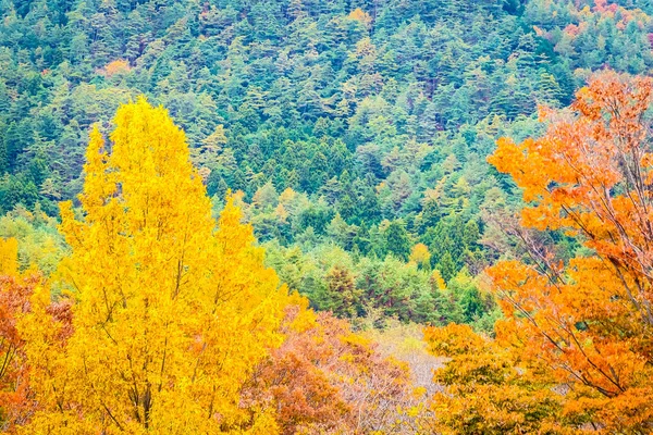 Hermoso Paisaje Montón Árboles Con Hojas Colores Alrededor Montaña Temporada —  Fotos de Stock