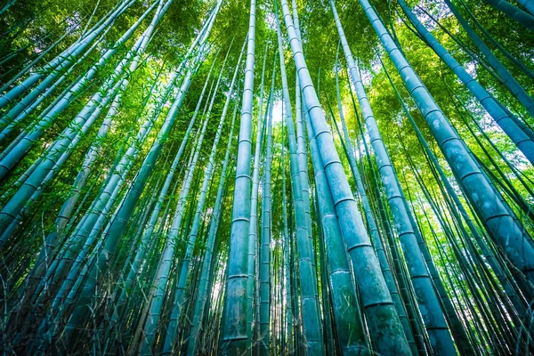 嵐山京都林竹林の美しい風景 — ストック写真